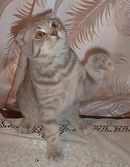 Gatti (356)